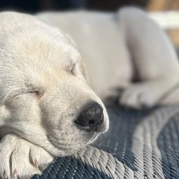 Labrador Retrievers from SoFlo Labradors