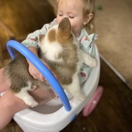 Pembroke Welsh Corgi Puppies from Loves Classic Corgis