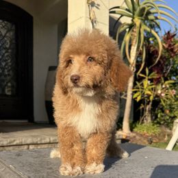 Boy 2 - Apricot male Poodle puppy in San Diego, California from Goldendoodles & Poodles of San Diego