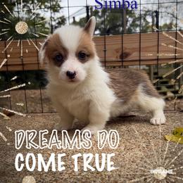 Simba - White and red male Pembroke Welsh Corgi puppy in Athens, Alabama from Southern Sass Corgis