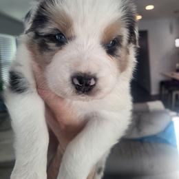 Australian Shepherd Puppies from Maverick Farms Australian Shepherds