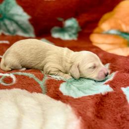 Casper - Cream male Dachshund puppy in Crestview, Florida from Neverending Dachies