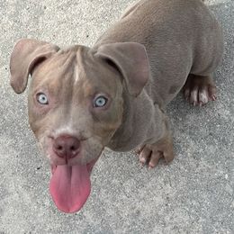 American Bully Puppies from King Bane's Bullies