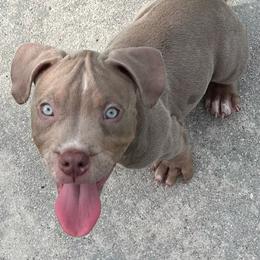 American Bully Puppies from King Bane's Bullies