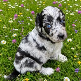 Blue Merle boy - Blue merle male Aussiedoodle puppy in Sandwich, Massachusetts from Cape Cod Aussies / Cape Cod Poodles and Doodles