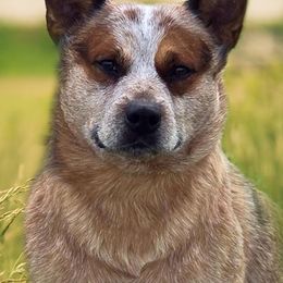 Lucas - Australian Cattle Dog