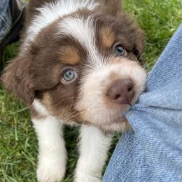 Australian Shepherd Puppies from Quiet Cove Kennels