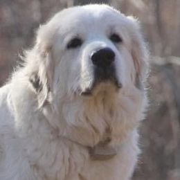 Ellie - Great Pyrenees