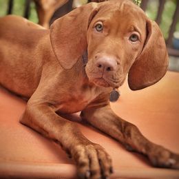 Vizslas from De Oro Vizslas