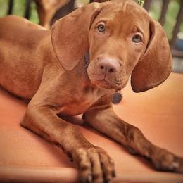 Vizslas from De Oro Vizslas