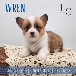 Wren - Red female Pembroke Welsh Corgi puppy in Pine Village, Indiana from NL Horsemanship