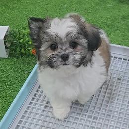 CeCe - Brindle and white female Mal-Shi puppy in Aurora, Missouri from KnJ Precious Paws LLC