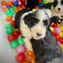Bearded Collie and Border Collie Puppies from Beloved Bearded & Border Collies