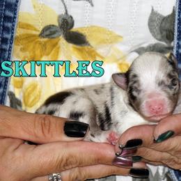 Skittles - Girl - Blue merle female Toy Shetland Sheepdog puppy in Frazeysburg, Ohio from Mountain High Kennels