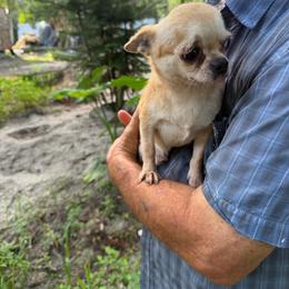 Mishka - Cream male Chihuahua puppy in New Port Richey, Florida from The Wolf Pack