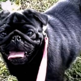 Yoda - Pug