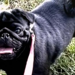 Yoda - Pug