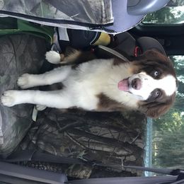 Australian Shepherd Puppies from Soggy Bottom Farms