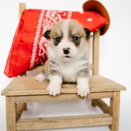 Johnny - Sable and white male American Corgi puppy in Adairsville, Georgia from Ingram's Corgis