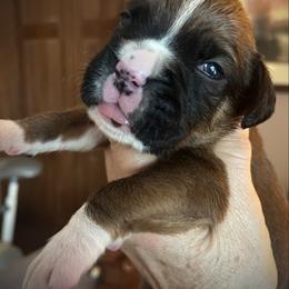 Boy 4 - Fawn male Boxer puppy in Plainwell, Michigan from Hope's Beautiful Boxers