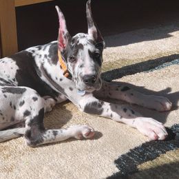 Great Dane Puppies from Dynamic Danes