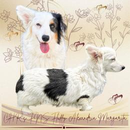 Elsa - Pembroke Welsh Corgi
