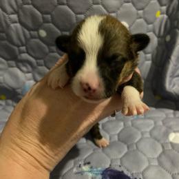 Blue - White and red male Pembroke Welsh Corgi puppy in Beulaville, North Carolina from Windy Acres Pembroke Welsh