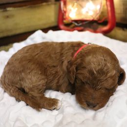 Poodle Puppies from Red Barn Moyen Poodles