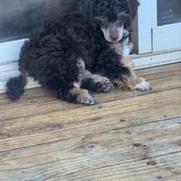 Ian - Brown male Poodle puppy in Pueblo West, Colorado from Little Paws Poodles