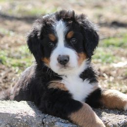 Bernedoodle and Bernese Mountain Dog Puppies from Faith and Family Farm