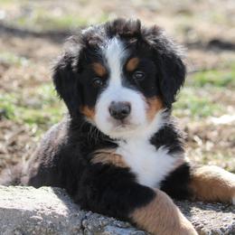 Bernedoodle and Bernese Mountain Dog Puppies from Faith and Family Farm