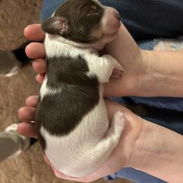 Dachshund Puppies from 208 Dox Dynasty