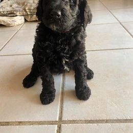 Poodle Puppies from TGT Fancy Pants Poodles