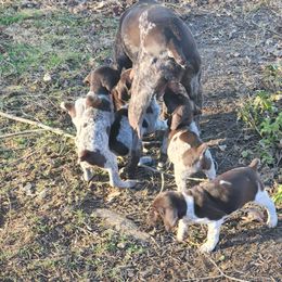German Shorthaired Pointers from Hummer Farm GSPs