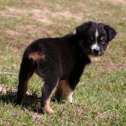 Miniature Australian Shepherd Puppies from AussiesRus