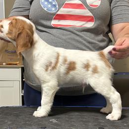 Brittany Puppies from Christmas Acres Brittanys