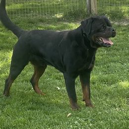 Tango - Rottweiler