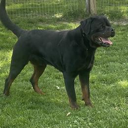 Tango - Rottweiler