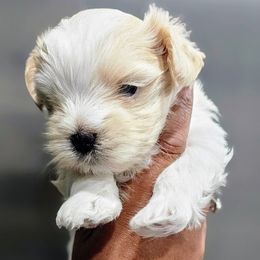 Amiracle - Tan and white female Yorkshire Terrier puppy in North Chesterfield, Virginia from YorkieLover
