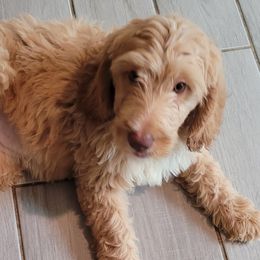 Hazel - Goldendoodle puppy from Adonai's Creation Doodles