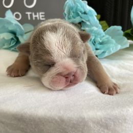 Bulldog Puppies from Calvin Kennelz