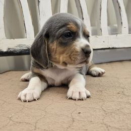 Teal - Blue tan and white female Beagle puppy in Henefer, Utah from Lazy G Kennels