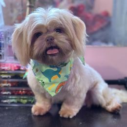 Armani - Shih Tzu
