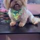 Armani