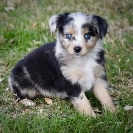 Stevie - Blue merle male Miniature Australian Shepherd puppy in Evant, Texas from Lazy VT Bar Ranch