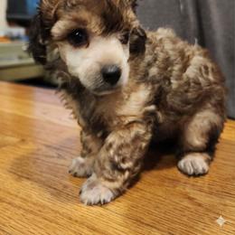 Twister - Sable male Poodle puppy in Harrisonville, Missouri from Kurly Q Poodles