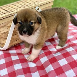 Border Collie and English Shepherd Puppies from Kefi Collie Co