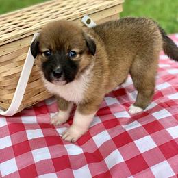 Border Collie and English Shepherd Puppies from Kefi Collie Co