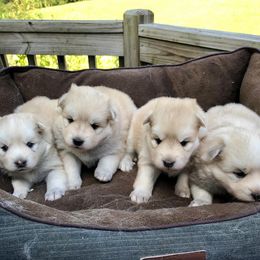 Pomsky and Siberian Husky Puppies from Cold Mountain Kennel
