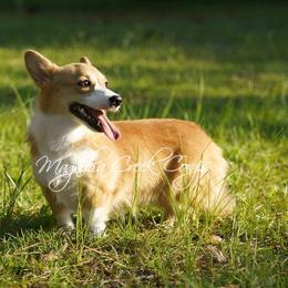 Tails - Pembroke Welsh Corgi